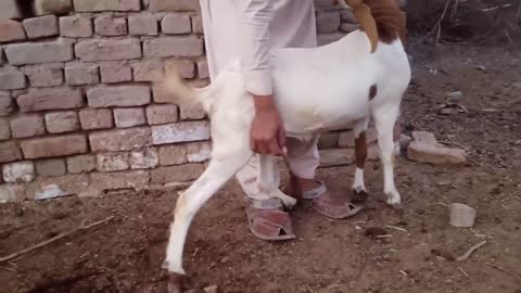 OMG.Goat and boy meeting first treatment time village in animal Meeting