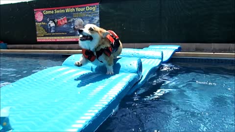 Corgi puppy enjoys playtime in the pool