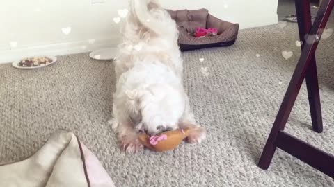 Playful dog has toy stolen by her sister