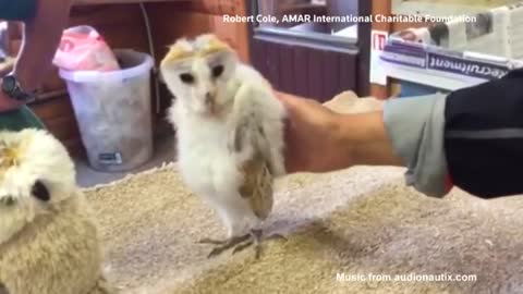 Holiday-goer films owl 'dancing' at UK sanctuary