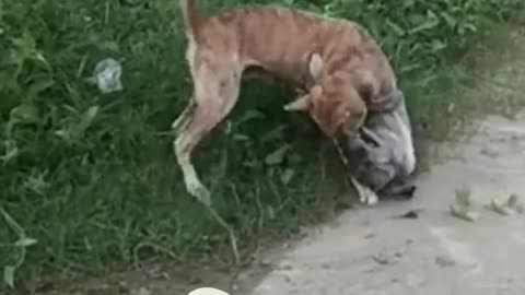 🐕 Dog fight Video | Dog Fight Real | Street Dog Fight | Dog Fighting Videos #dog #shorts #puppy