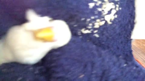 Quick and almost painless way to shave a budgie's beak