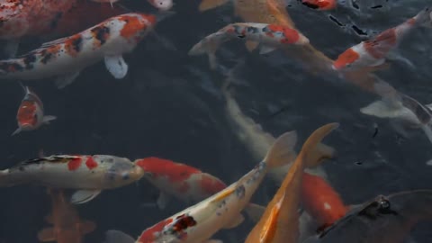 Fish of beautiful colors floating on the water, video worth watching