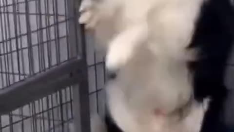 Funny Dog Videos