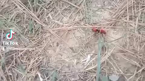 Velvet Ant Sighted by Krampus while out in the woods