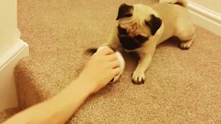 Pug Wants Hands