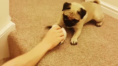 Pug Wants Hands