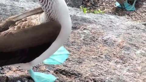 "Grooving with the Blue-Footed Boobies: Getting Ready to Get Gippy with It!"