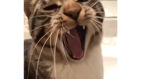 Cute Funny Cat Video | Best Funny Cat Video Ever