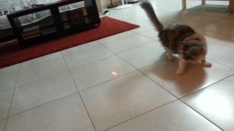 Playful cat vs. laser pointer