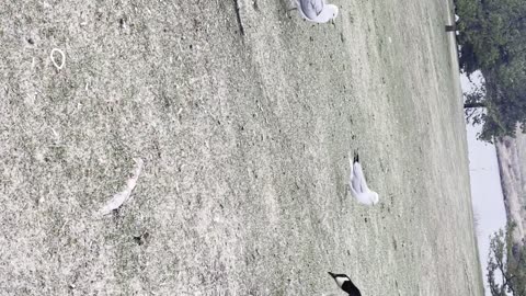 Fun with geese, seagulls & a crow