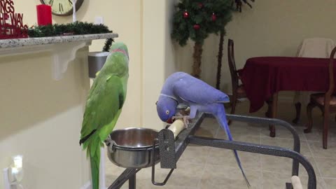 1. Indian Ringnecks Talking to Each Other/ 2. Indian Ringneck Mating Dance