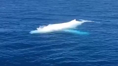 Migaloo, the albino humpback whale spoted in Australia