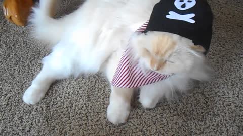 Cat pirate