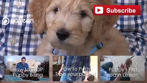 3 Easy Things to Teach your NEW PUPPY!I