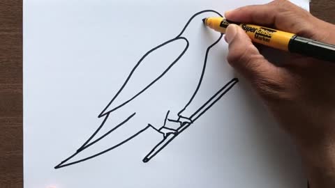 How to Draw a Parrot