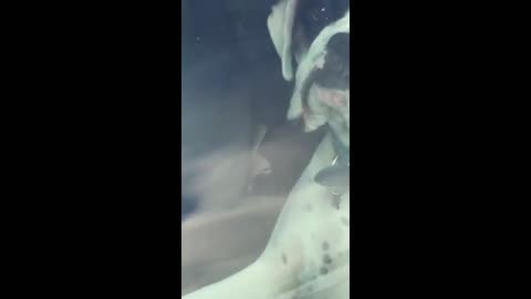 Impatient Dog Honks The Horn For Owner’s Attention - Crazy Dash Cam Scenes