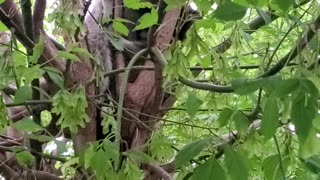 Raccoons at play