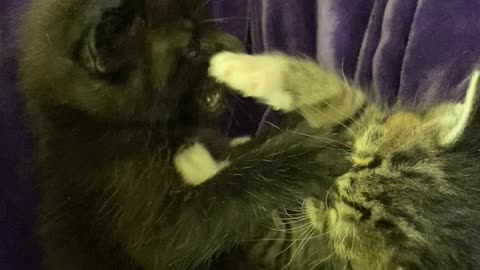 Kittens wrestle
