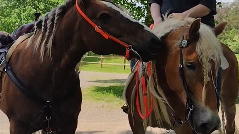 Affectionate horse