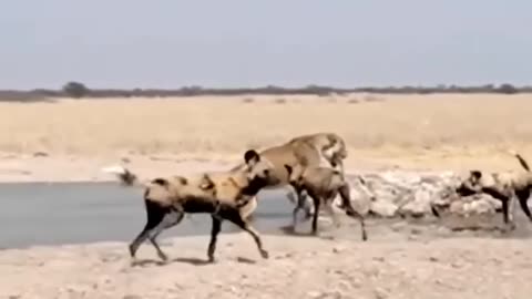 Painful Lion Is Violently Attacked By 20 Wild Dogs | दर्दनाक शेर पर 20 कुत्तों ने हिंसक हमला किया