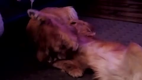 Golden Retriever puppy desperately wants to play with patient friend