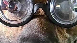 German Shepherd Wears Goofy Hat and Glasses