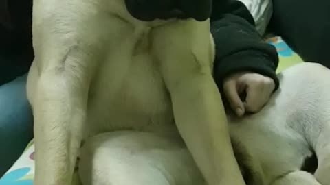 Bull mastiff gets tickled