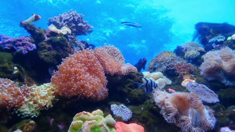 marine life of fishes and corals underwater 2021