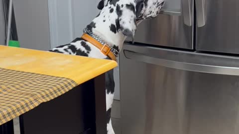 Great Dane Whines for Ice Cubes From Refrigerator