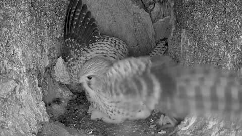 Kestrel Chicks All Alone After Mum Disappears-9