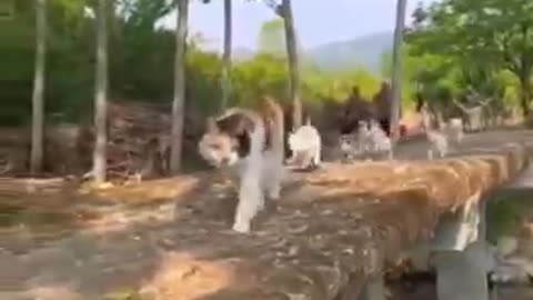 Cats funny Videos