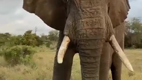 Up-Close Encounter With an African Elephant