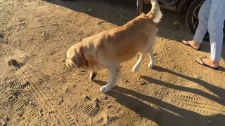 My Dog Has The Best Beach Day