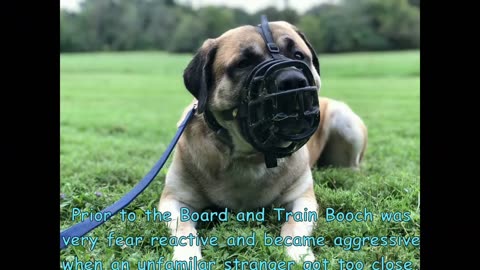 Scranton Dog Trainers ___ OLK9 Lehigh Valley ___ 1 Year Old, English Mastiff, Booch (Part 2)