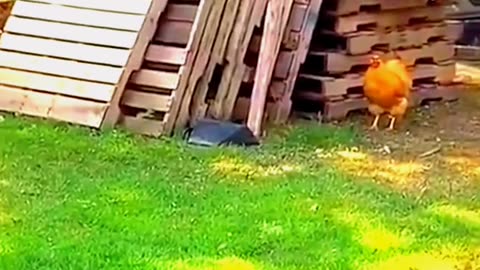 Funnest dog and chicken run video🐶🐔