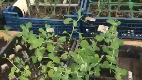 Glastonbury Healing Gardens - Who is spraying the skies with chemtrails?