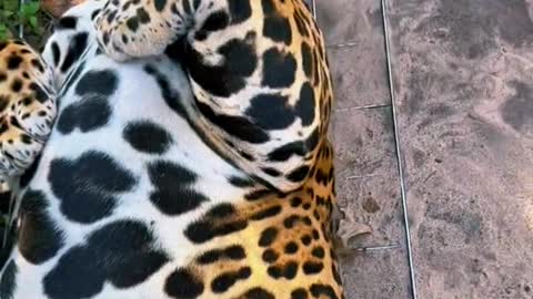 Tank lounging ❤️ #NOTpets #jaguar #jag #bigcat #bigcats #cat #cats #animal #animals #bigbelly #belly