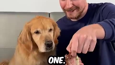 Feeding a dog $1 vs $10000 steak.