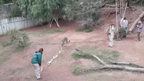 Instructors teach cheetahs how to play