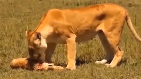 Hyena's Triumph: Revenge Unleashed in Intense Lion vs Hyena Showdown!