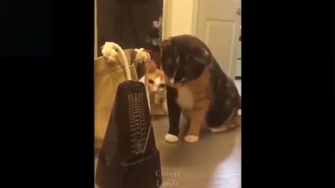 💗Watch this Cats go Viral, so CUTE how and GO CRAZY FUNNY