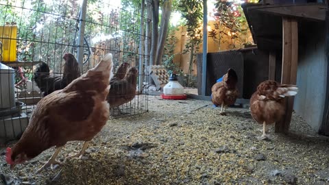 Backyard Chickens Fun Relaxing Sounds Noises Hens And Roosters!