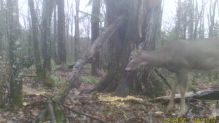 Squirrel and Little Buck Share Supper