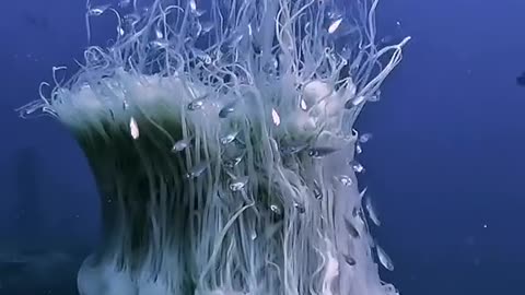 THE LION’S MANE JELLYFISH IS ONE OF THE LARGEST JELLY SPECIES IN THE WORLD