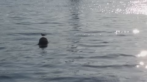 A seagull sitting alone on a float