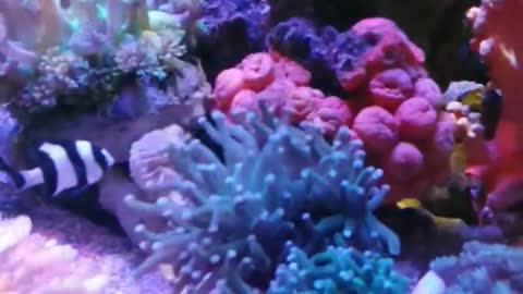 Coral reef Aquarium (3)
