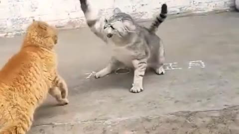 Cat fight , animal fight