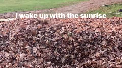 Happy dog jumps in leaves