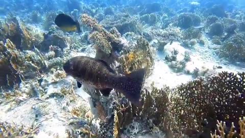 Amazing brown fish in underwater